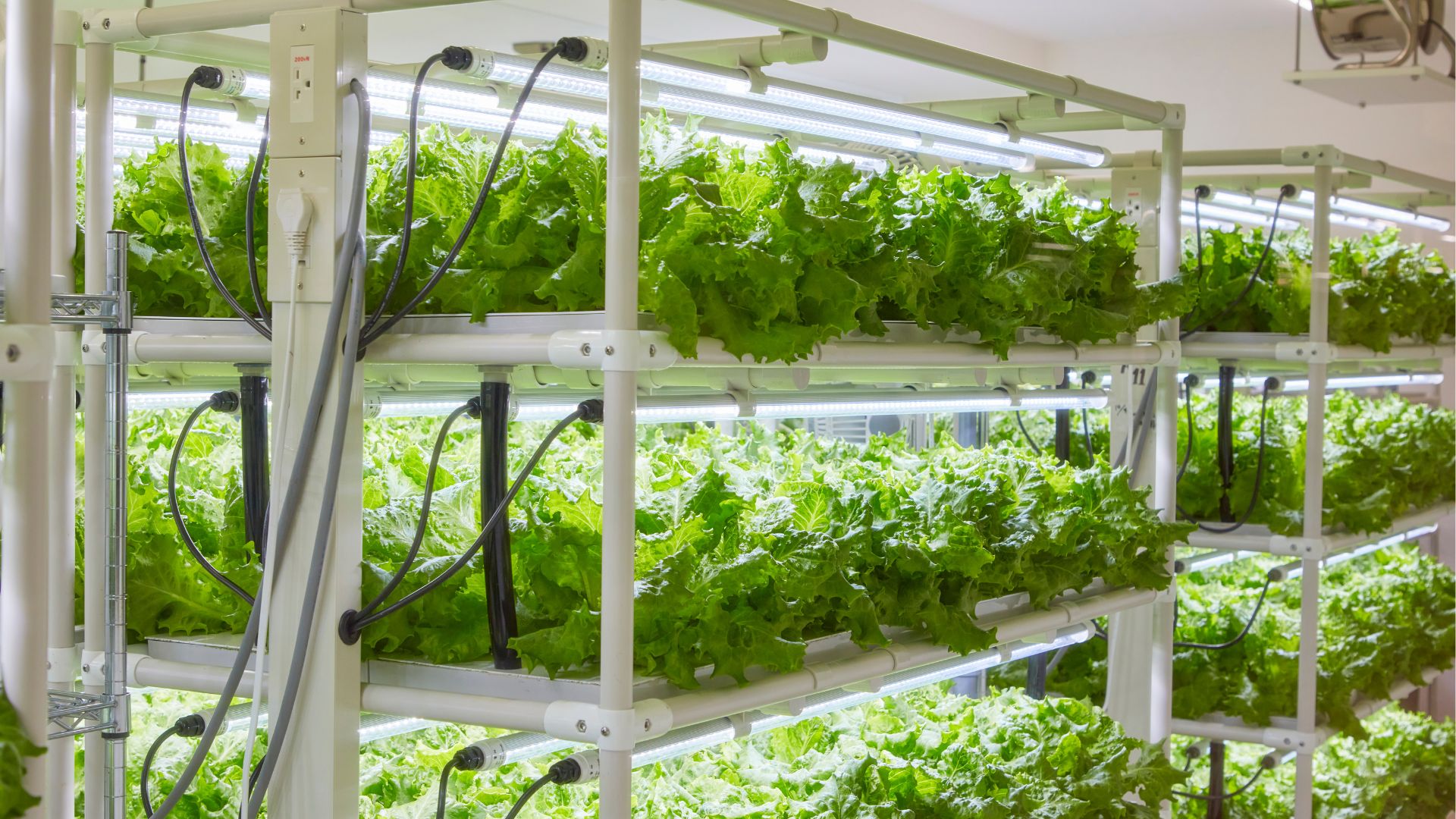 Top Hydroponics Companies