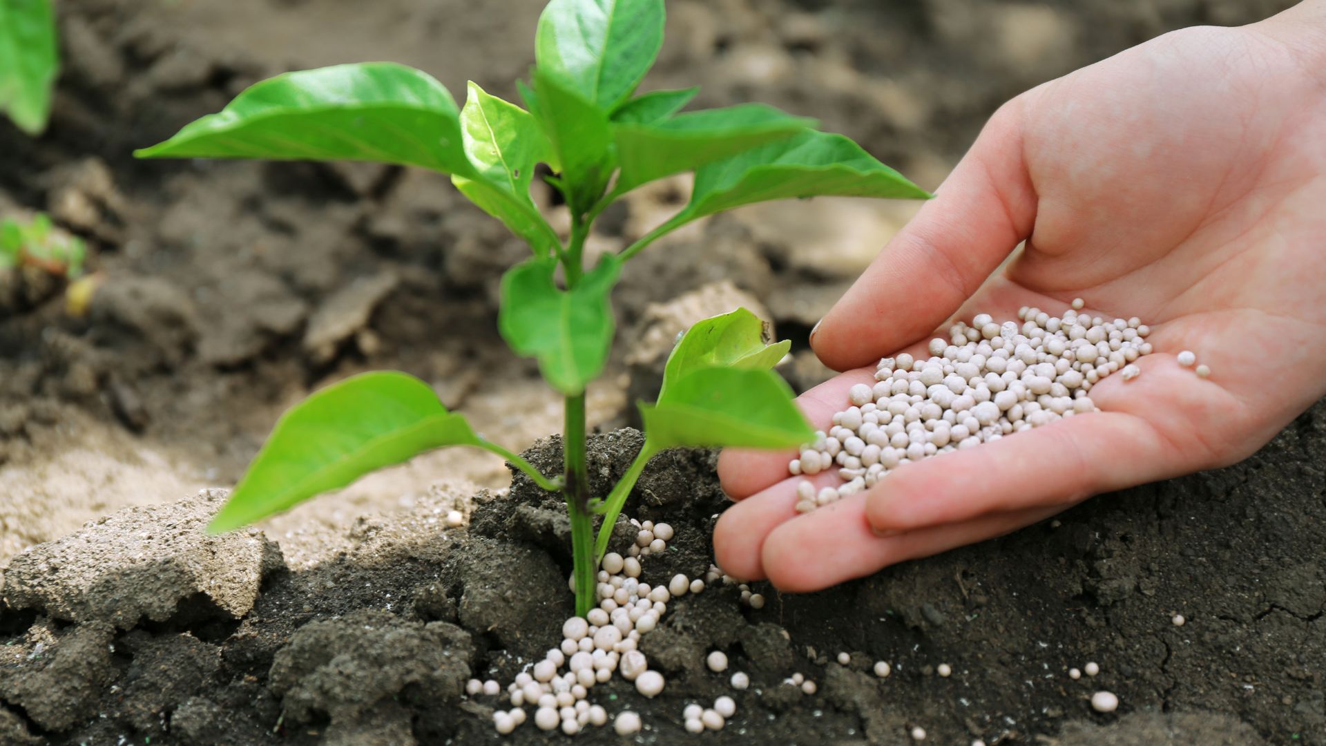 Top Fertilizer Companies