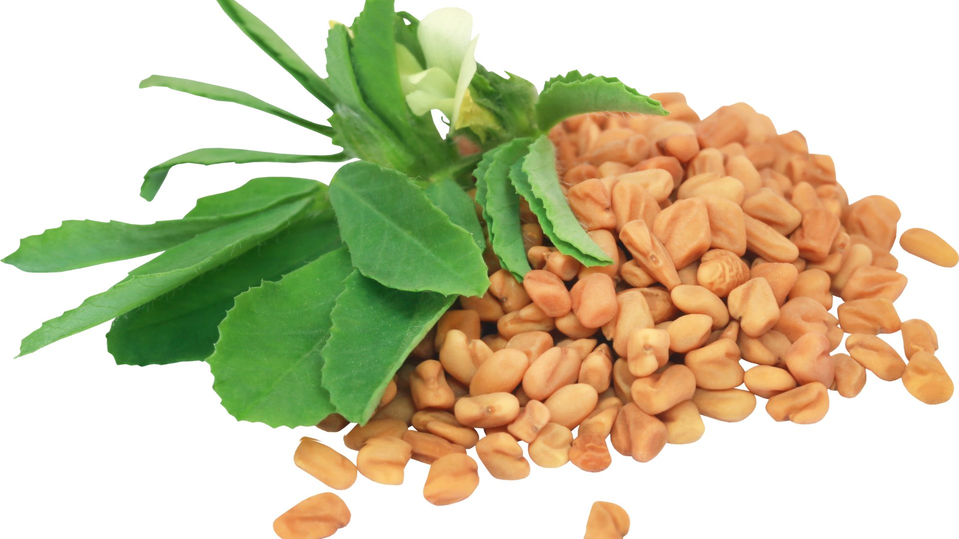 Vegetable Seeds Companies