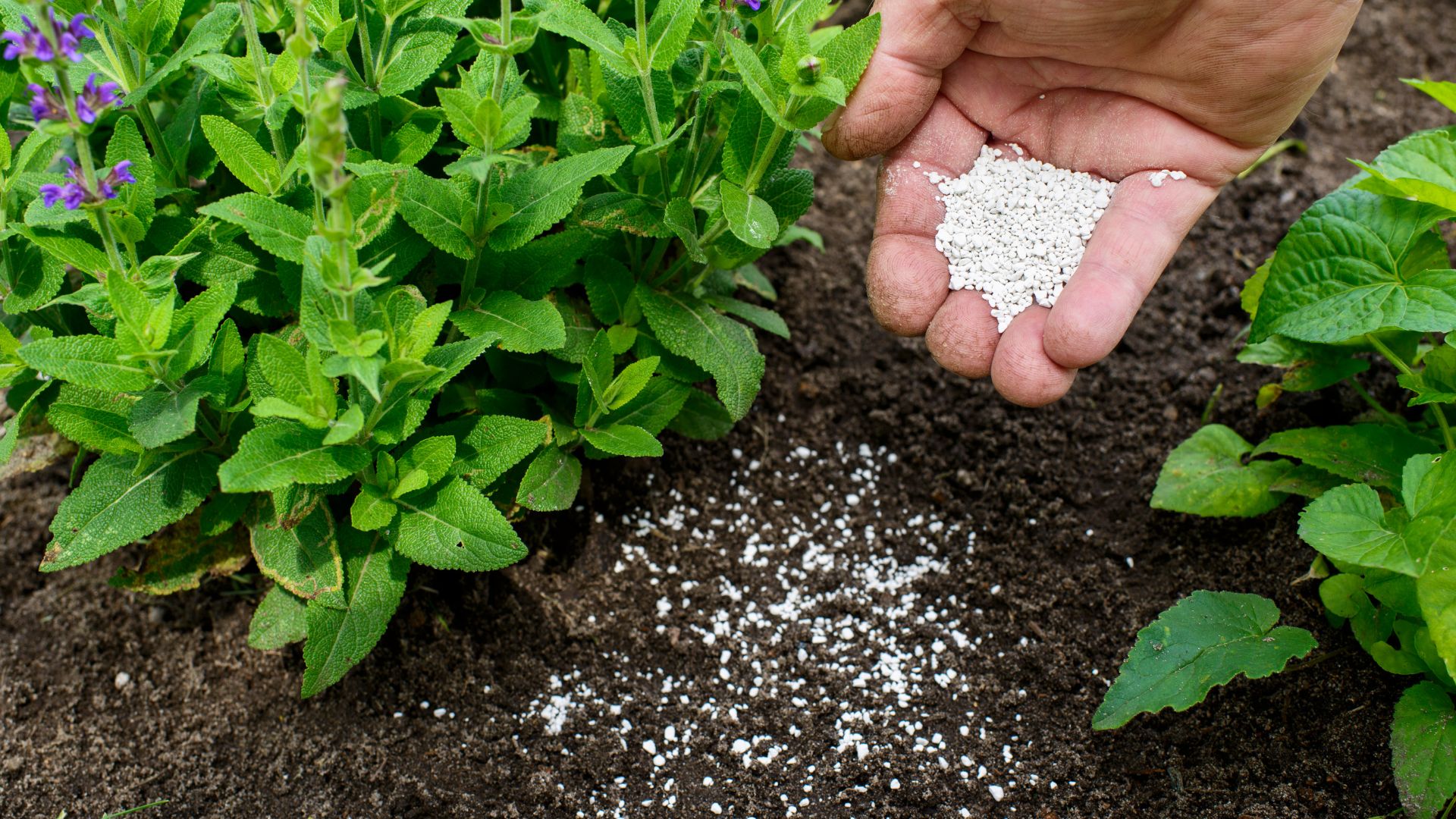 Top Europe Fertilizer Companies