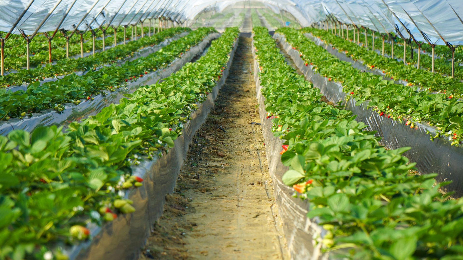 Top Commercial Greenhouse Companies