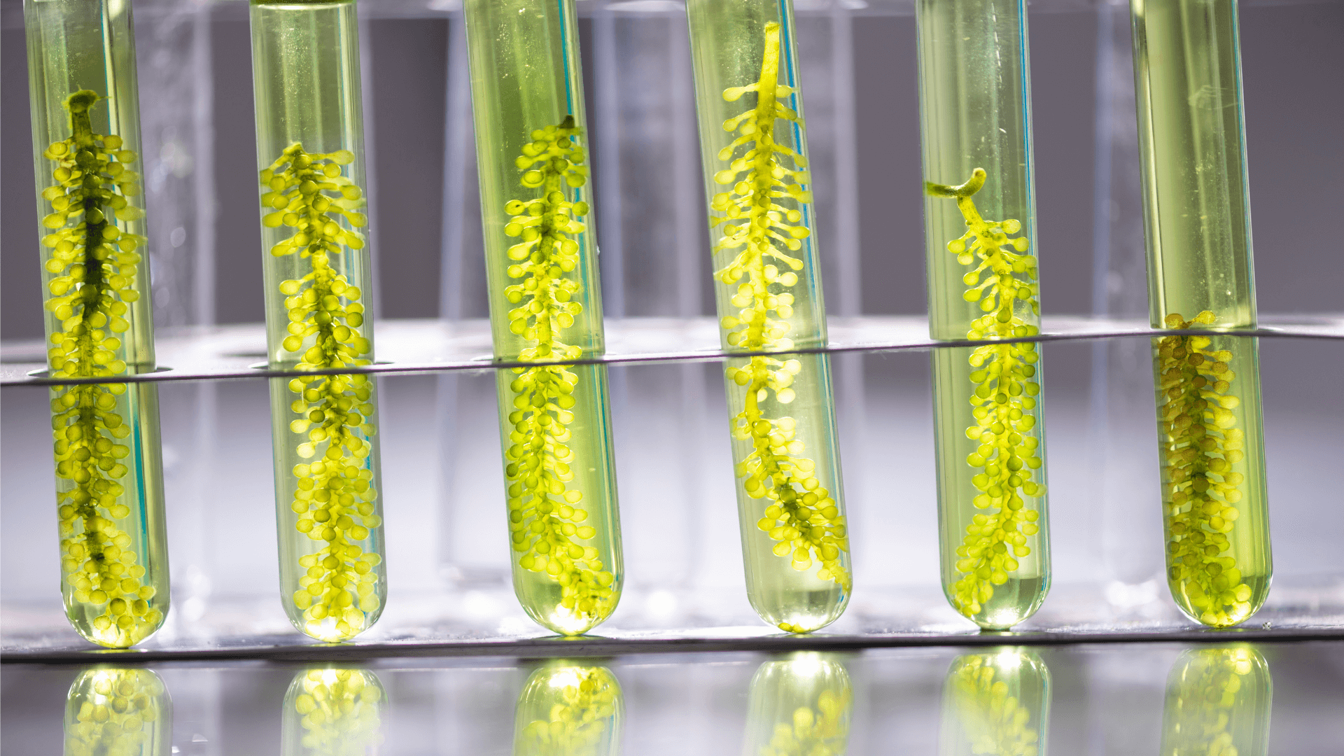 Top India Biodiesel Companies